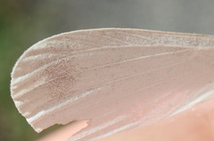 Leptidea juvernica