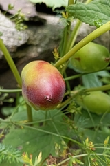 Podophyllum hexandrum