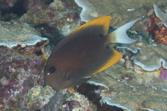 Ctenochaetus tominiensis