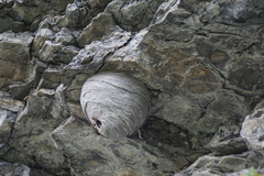 Dolichovespula alpicola