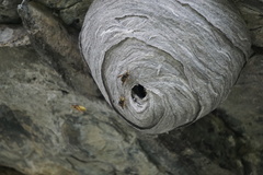 Dolichovespula alpicola