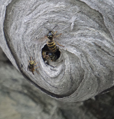 Dolichovespula alpicola