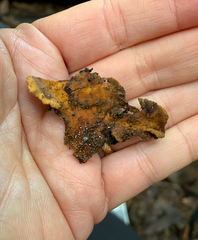 Sphaerostilbella aurifila