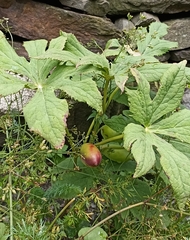 Podophyllum hexandrum