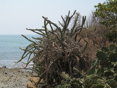 Stenocereus standleyi