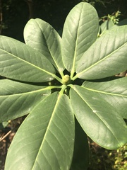 Rhododendron meddianum
