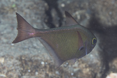 Pempheris oualensis