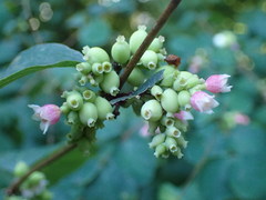Symphoricarpos