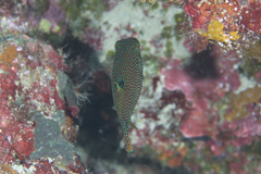 Canthigaster papua