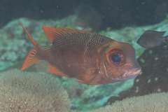 Monotaxis heterodon
