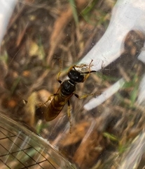Philanthus triangulum