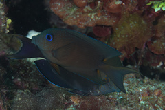 Ctenochaetus binotatus