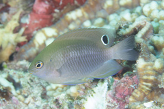 Pomacentrus cuneatus