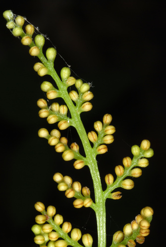 Botrypus virginianus