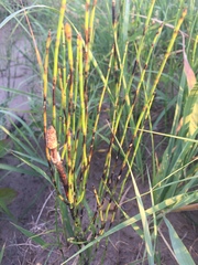 Equisetum ramosissimum