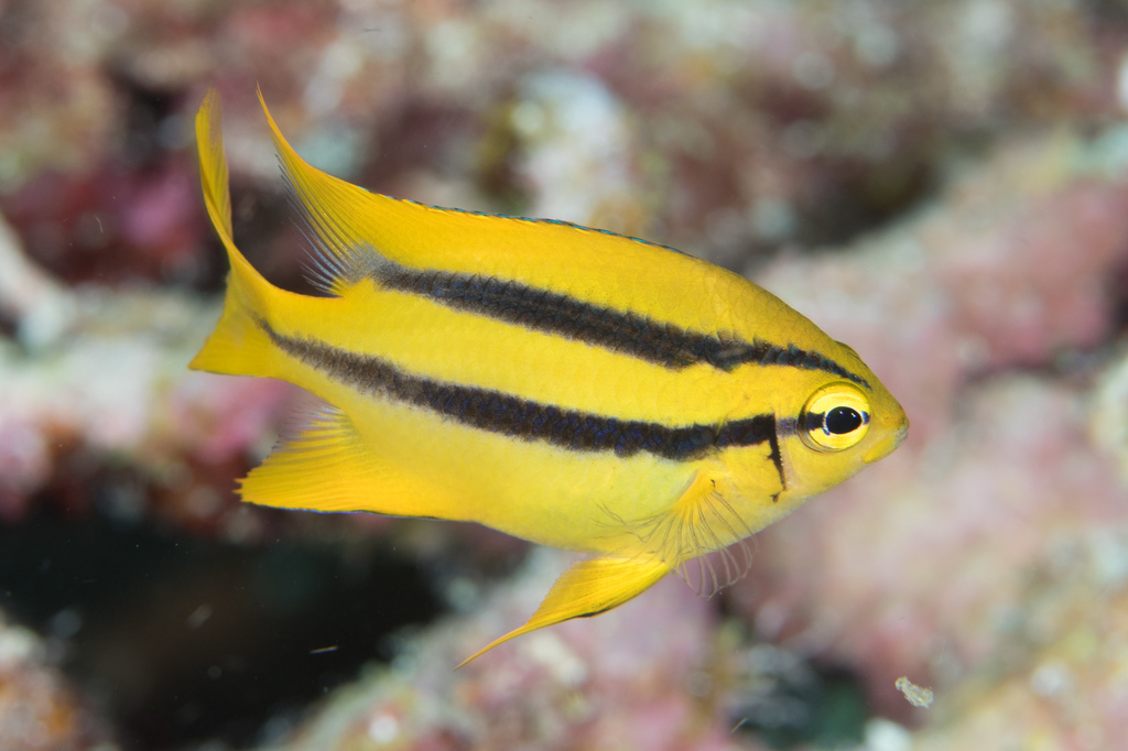 Indo-Pacific Yellowtail Damsel