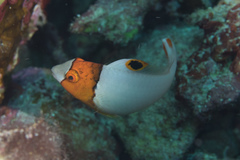 Cetoscarus ocellatus