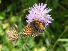 Melitaea diamina