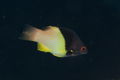 Bodianus mesothorax