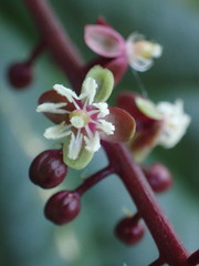 Trichostigma peruvianum