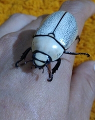 Macropoides crassipes
