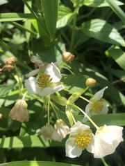 Sagittaria brevirostra