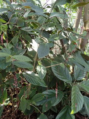 Trichostigma peruvianum