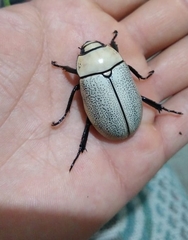 Macropoides crassipes