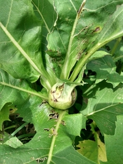 Antistrophus