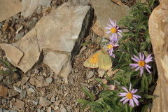 Colias meadii