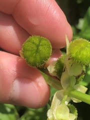 Sagittaria brevirostra