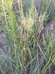 Equisetum ramosissimum