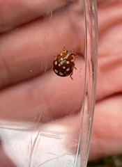 Calvia quatuordecimguttata