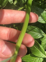 Sagittaria brevirostra