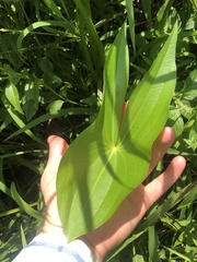 Sagittaria brevirostra