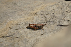 Melanoplus triangularis