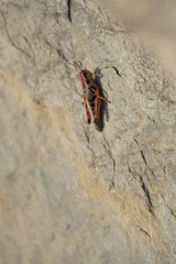 Melanoplus triangularis