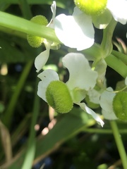 Sagittaria brevirostra