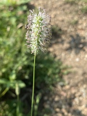 Phleum alpinum