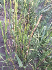 Equisetum ramosissimum