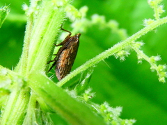 Aphrodini