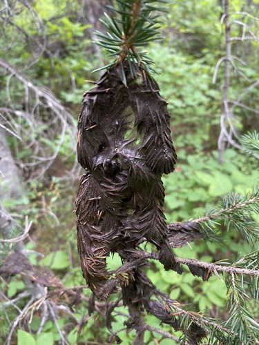 Brown Felt Blight