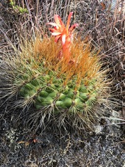 Matucana aurantiaca