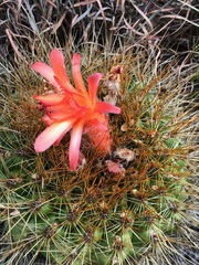 Matucana aurantiaca
