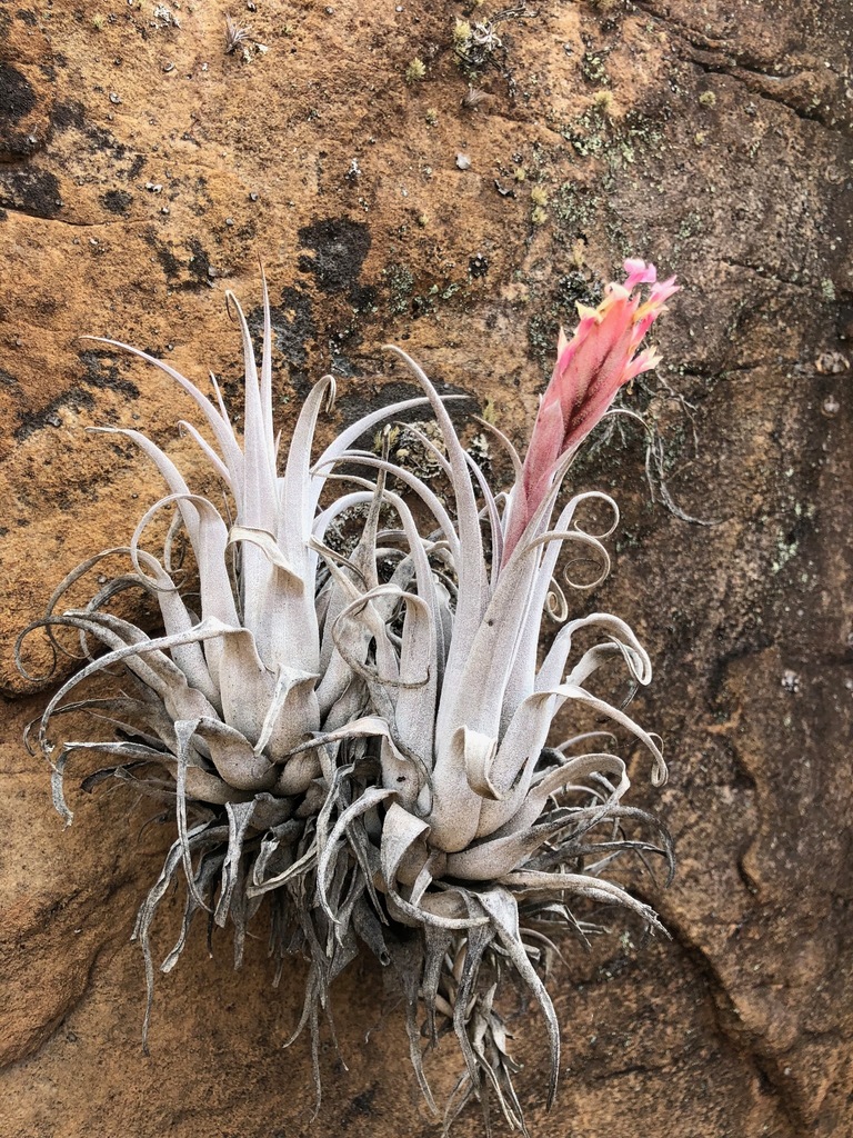 Tillandsia macbrideana