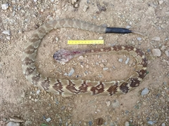 Crotalus