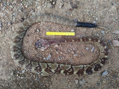 Crotalus