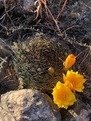 Matucana aureiflora × intertexta