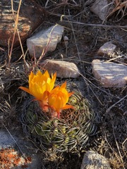 Matucana aureiflora × intertexta