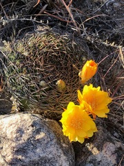 Matucana aureiflora × intertexta